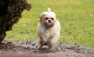 Hundebetreuung Friedrichshain 1